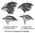 Darwin's finches illustrating natural selection