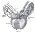 Gray's Anatomy 1160