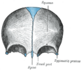 Zygomatic_process