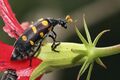 Blister beetle