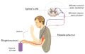 Neuroimmune system