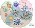Mechanisms by which bacteria target tumors