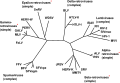 Phylogeny of Retroviruses