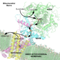 Electron carriers in succinate dehydrogenase labeled