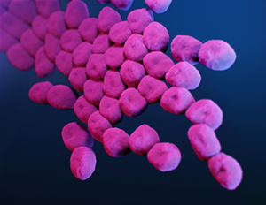Acinetobacter