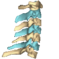 Shape of cervical vertebrae (shown in blue and yellow). Animation.