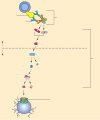 Diagram of the complement pathway