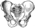 Lateral view of the hip bone