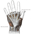 Gray's Anatomy illustration of the superficial palmar arch