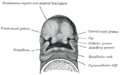 Diagram of the human skull