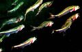 Herring