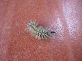 Lonomia caterpillar