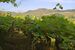 Vinho Verde vineyards in Minho, Portugal.jpg