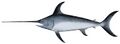 Herring