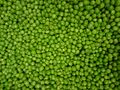 (Pisum_sativum),_A_pea_is_a_most_commonly_green