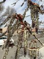 Aspen catkins in Elko, Nevada