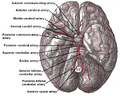 Arteries beneath the brain