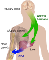 Endocrine growth regulation