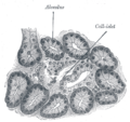 Gray's Anatomy illustration of the bile duct