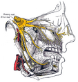 Gray's Anatomy illustration 778 - Trigeminal nerve