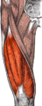 Quadriceps