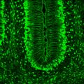 Slcla3 in Bergmann Glia