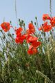Papaver rhoeas
