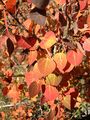 Aspens showing autumn foliage in Lamoille Canyon, Nevada