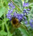 Bee foraging on a flower