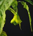 Bishop's crown fruit on plant