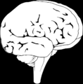 EmbryoDrawing.svg