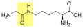Glycine-lysine isopeptide bond