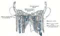 Gray's anatomy illustration of cervical lymph nodes
