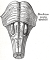 Medullary pyramids (brainstem)