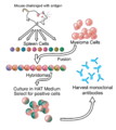 Monoclonal antibodies