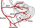 Anatomy of the cerebellum