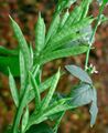 Cluster bean (guar)