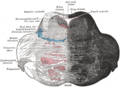 Reticular formation