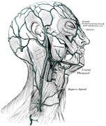 external veins as well as some of the musculature of the head