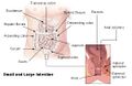 Illustration of the intestine
