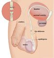 Open vasectomy procedure