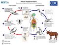 Reverse zoonosis