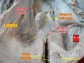 Laryngeal inlet