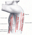 Anatomical plane
