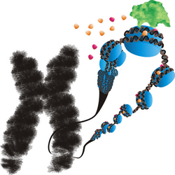 FragileX Silencing of the FMR1 Gene in Fragile X Mental Retardation Syndrome