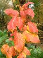 Poison Ivy foliage during autumn leaf coloration in Ewing, New Jersey