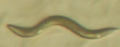 C. elegans wt nhr80rnai