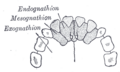 Premaxilla illustration from Gray's Anatomy