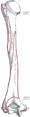 Infraspinatus muscle