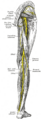 Gray's Anatomy illustration 832